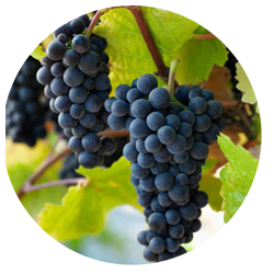 Pinot Noir Grape