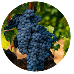 Tempranillo Grape varietal