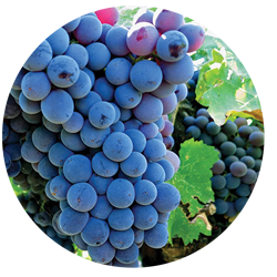 Grenache grape