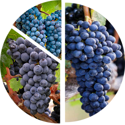 Shiraz Cabernet-Franc Cabernet-Sauvignon