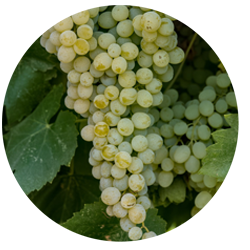 Thompson Seedless