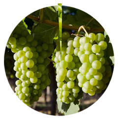 Chenin Blanc Chardonnay