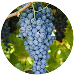 Nero d'Avola