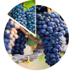 Shiraz Cabernet Sauvignon 85-15