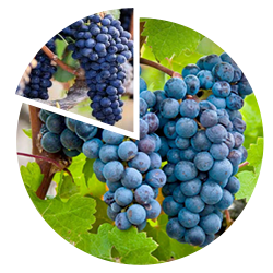 Cabernet Sauvignon 80 Shiraz 20