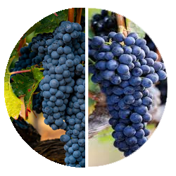 Tempranillo 50 Shiraz 50