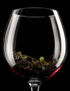glass wine with forest floor