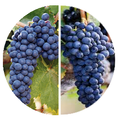 Shiraz Zinfandel varietals