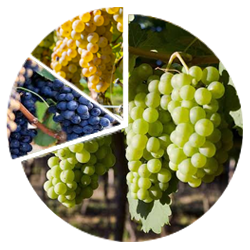 Chenin Blanc Riesling Syrah varietals