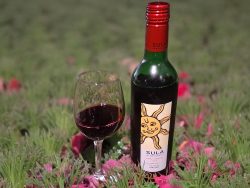 Sula Shiraz Cabernet