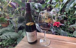 The Source Grenache